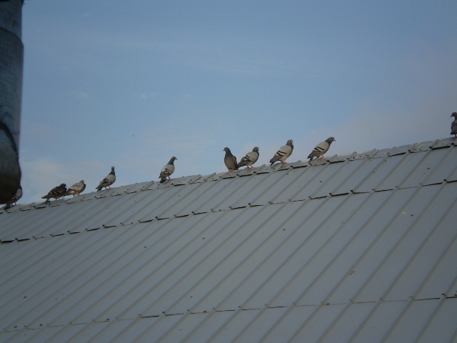 albastri mei - porumbei la zbor 2009