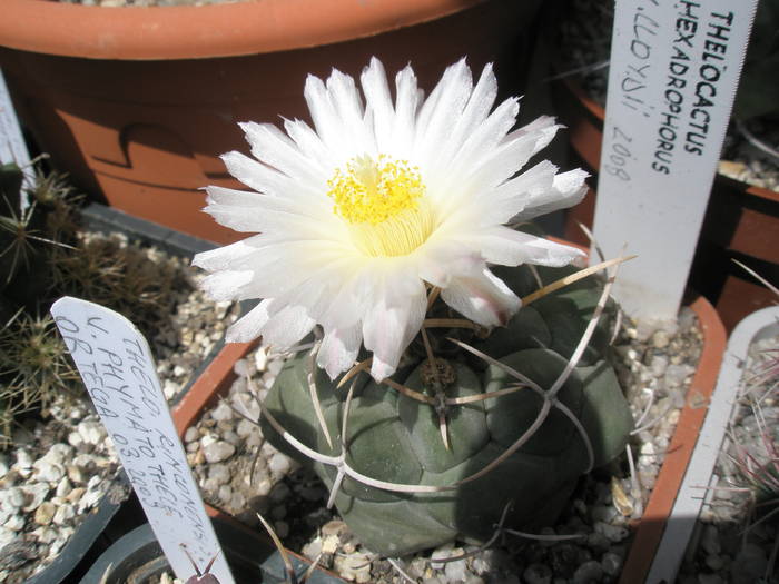 Thelocactus hexadrophorus v. lloydii - 06.06 - Thelocactus