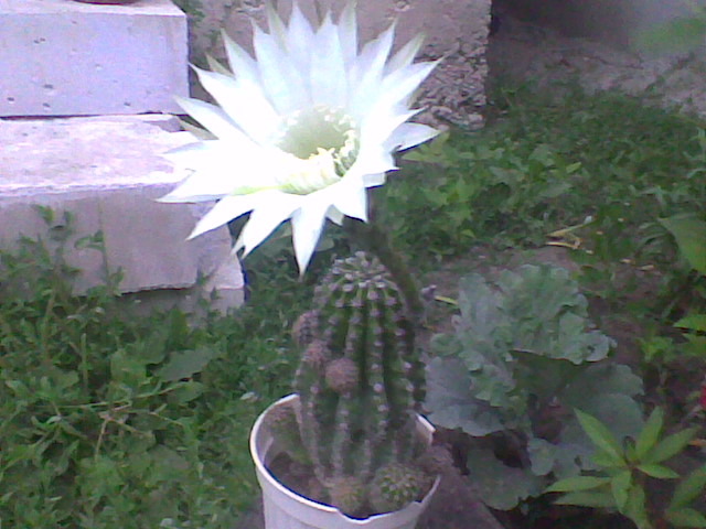 cactus inflorit - florile surorii mele