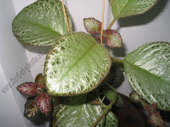 episcia Outoasis 2