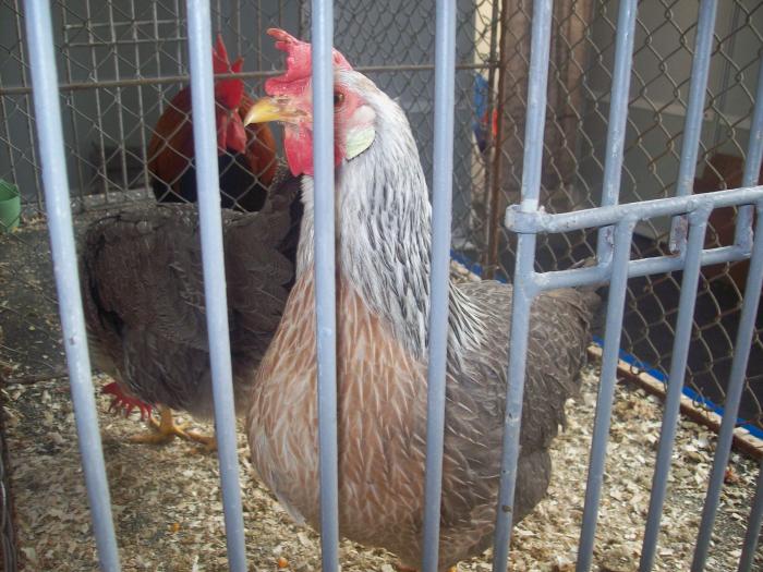 EXPO 2009 .01.09  CLUJ-NAPOCA 140