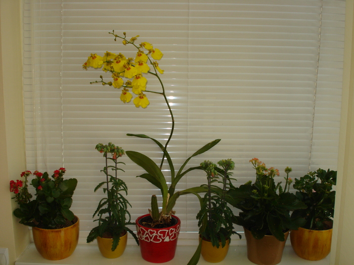 ORHIDEE SI KALANCHOE