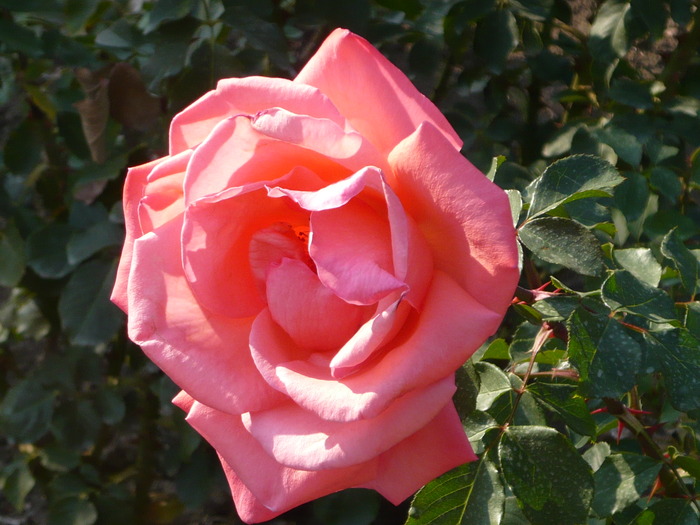 P1060248; pink rose

