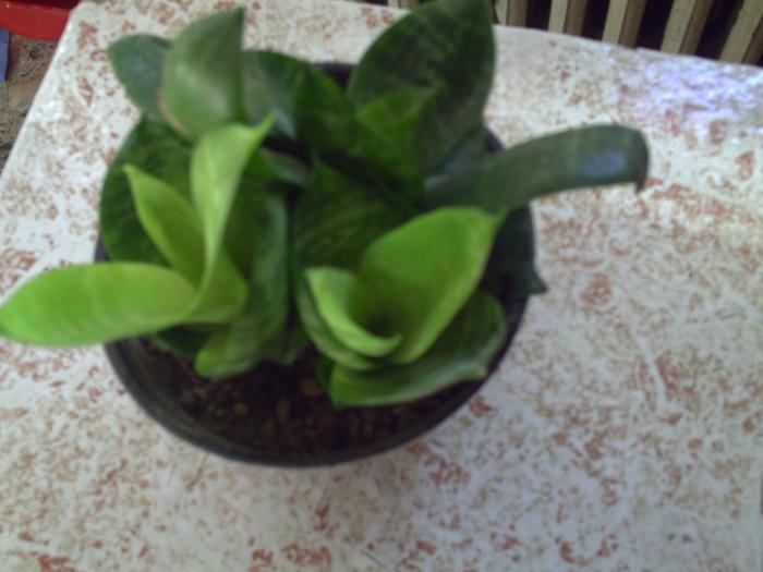 sanseveria - plante-2009