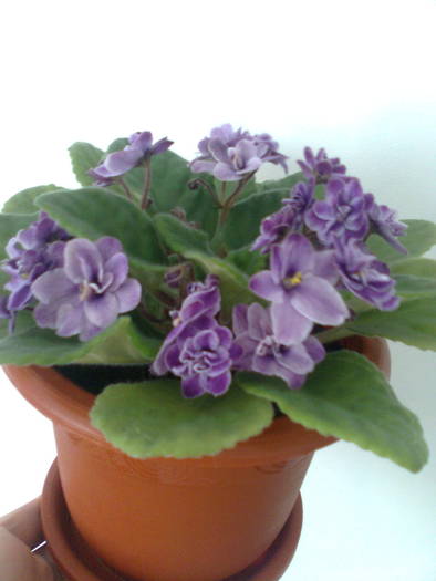 0297 - violete 2009
