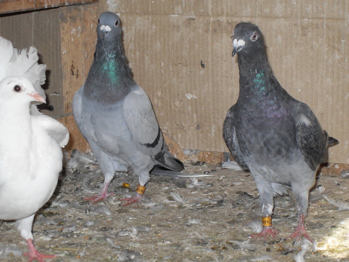 SDC11057 - porumbei voiajori