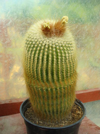 Eriocactus leninghausii