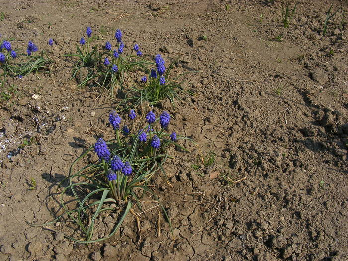 Muscari - Aprilie 2009