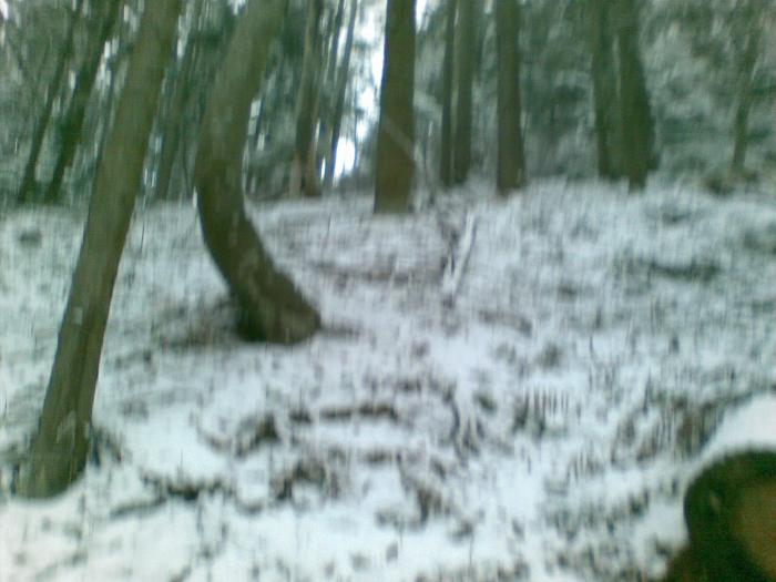 17012009(009) - vanatoare padure