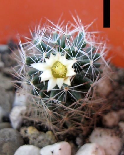 Mammillaria picta-floare de Pasti 2009 - Mammillaria