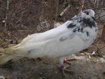 gusat maghiar - X-TODAS LAS RASAS DE PALOMAS EN EL MUNDO