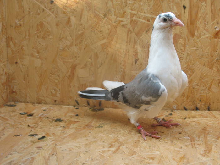 IMG_5371 - 7 PRIMII PUI PE 2009