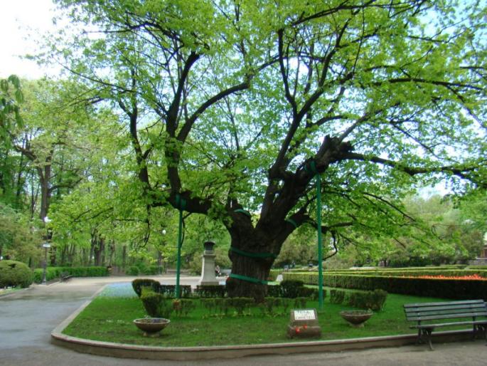 Teiul lui Eminescu - 17 aprilie - Iasi