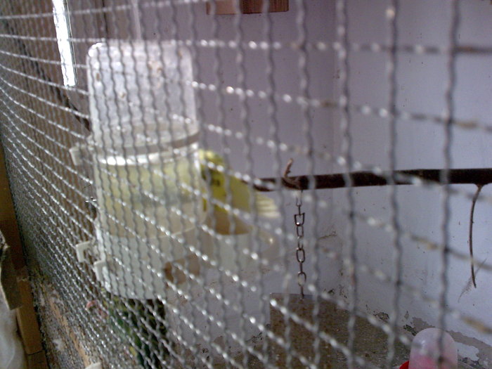 Imagine038 - PAPAGALI SI CANARI