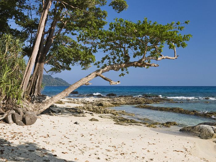 Coastal Rainforest, Havelock Island, India