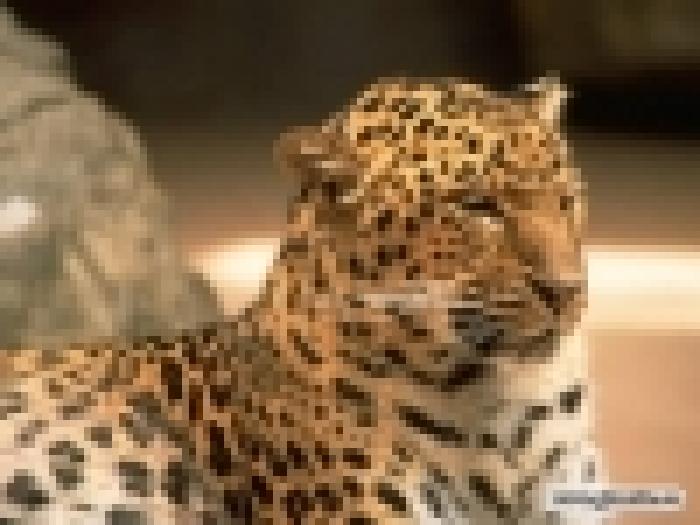 Leopard - Feline