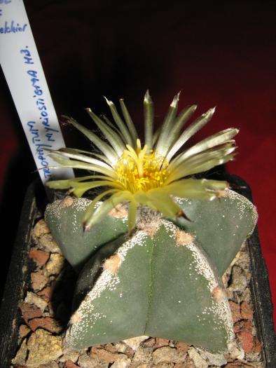 Astro.myriostigma hb.-floare - Astrophytum