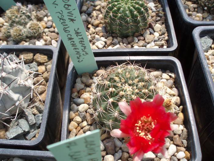 Lobivia saltensis v pseudocachensis