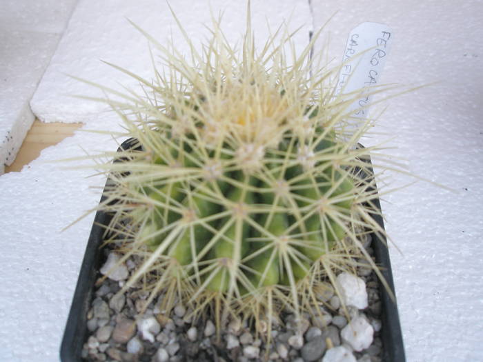 Echinocactus grusonii - Ferocactus