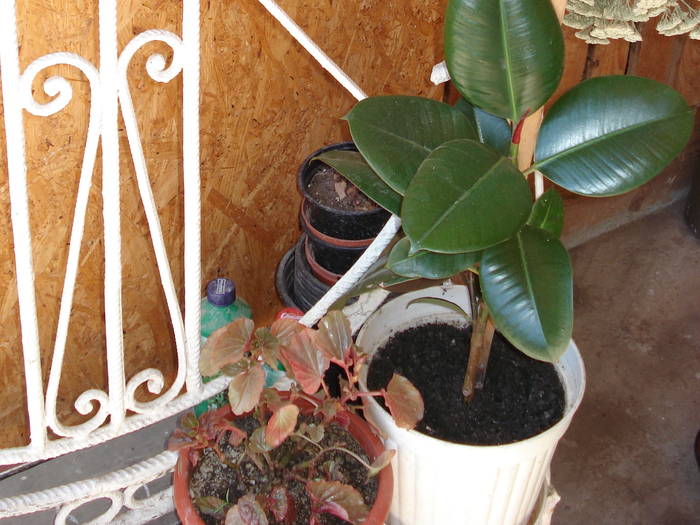 ficus