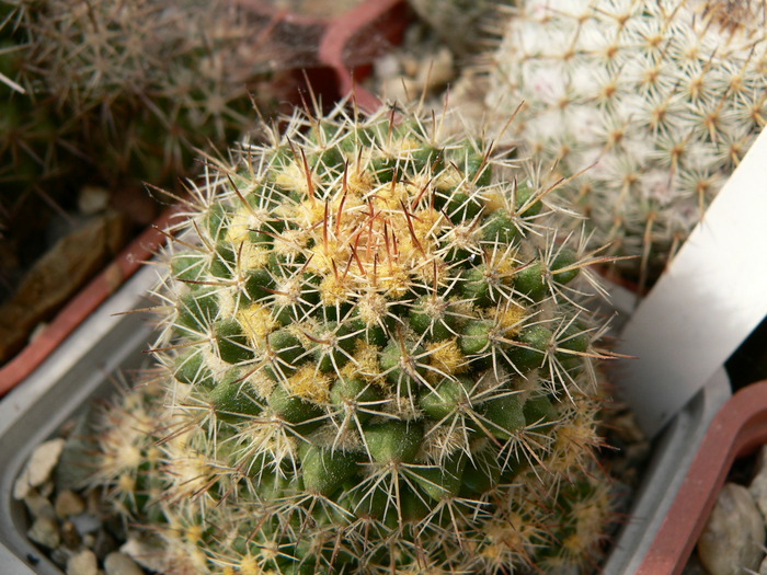 mammillaria_eichlamii - genul Mammillaria