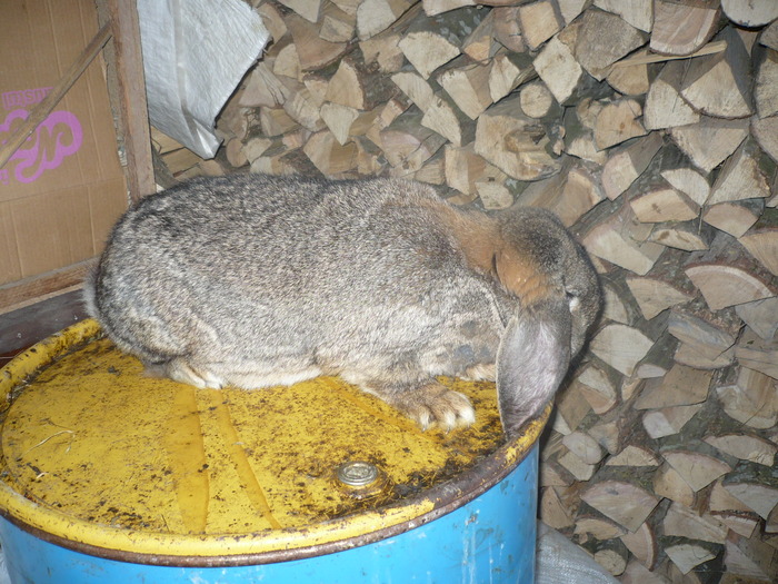 poze iepuri 2504 230 - berbecutii mei 27-12-2009