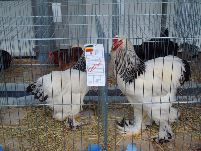 DSC04844 - Campioni de toate rasele la Expo Fauna Banatului 2009 Timisoara