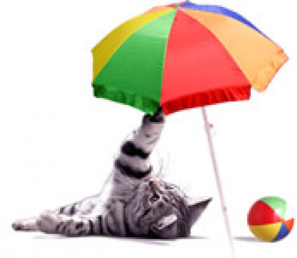 pisica sub umbrela !