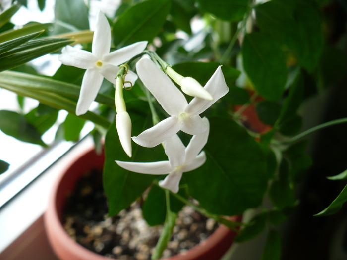 P1190123 - Iasomie de camera - Jasminum