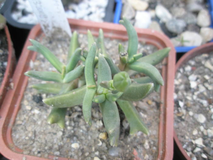 Rhombophyllum nelli - SUCULENTE 2009