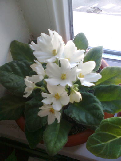 GHIVECIUL-2-LA PRIMA INFLORIRE