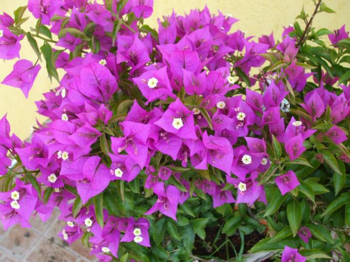 DSCF2061 - bougainvillea