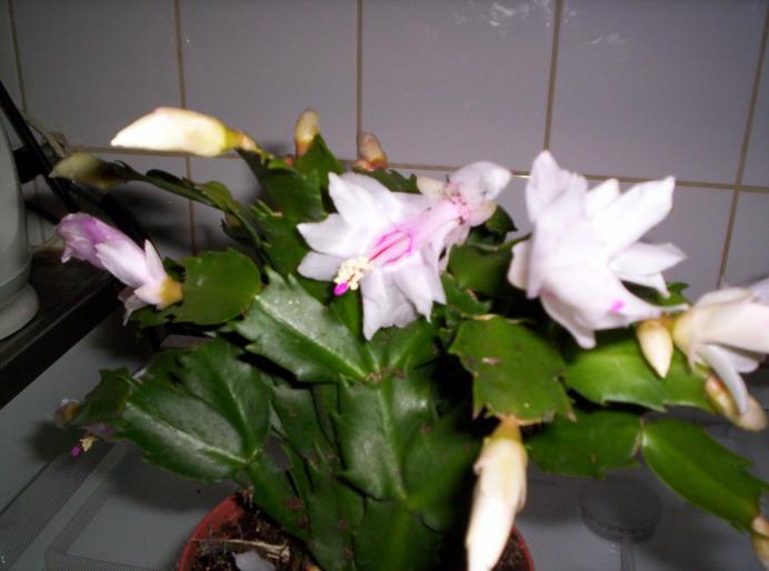 Schlumbergera alba 11 noi 2007