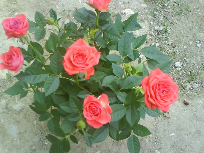 DSC00137 - trandafiri de gradina-butasi de vanzare
