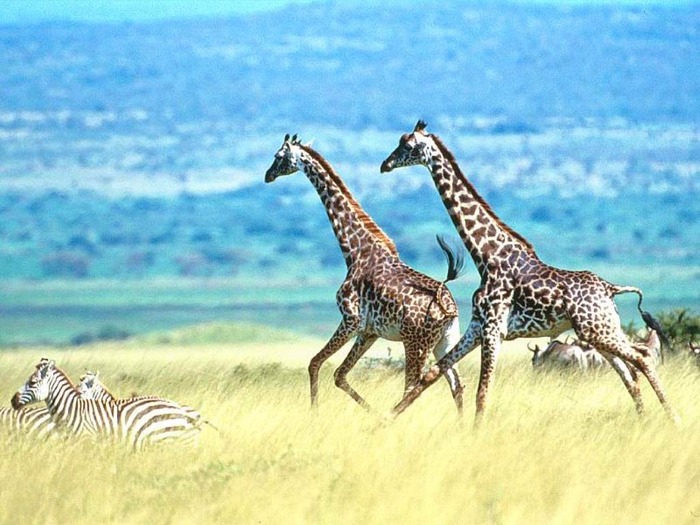 webshots1014 - Animale