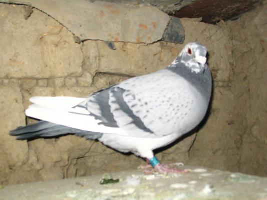 Mascul 2002