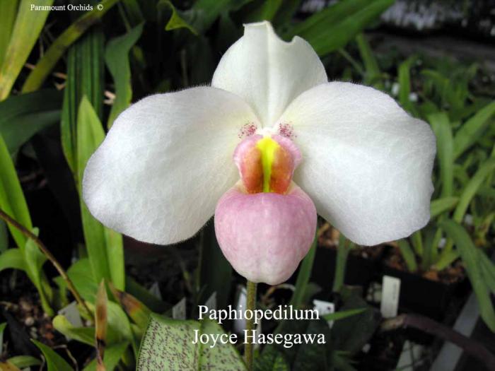 Paph%20Joyce%20Hasegawa33 - flori pt fete