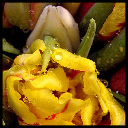 yellow tulip - Beautiful flowers