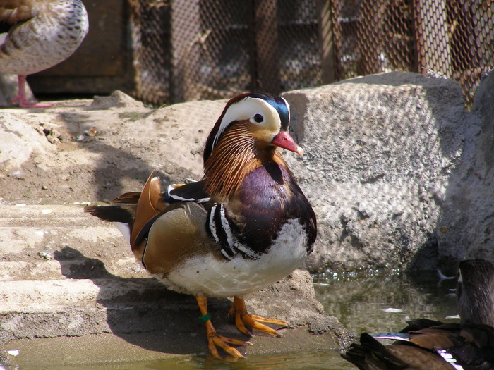 P4192691 - RATA MANDARIN