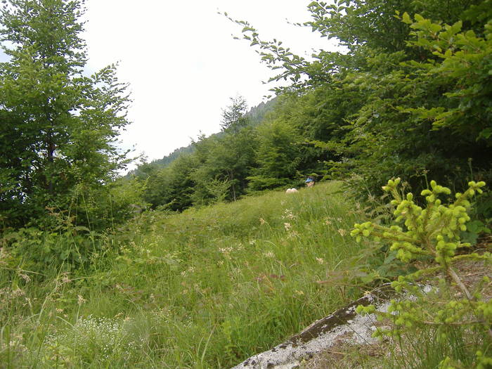 DSCF6116