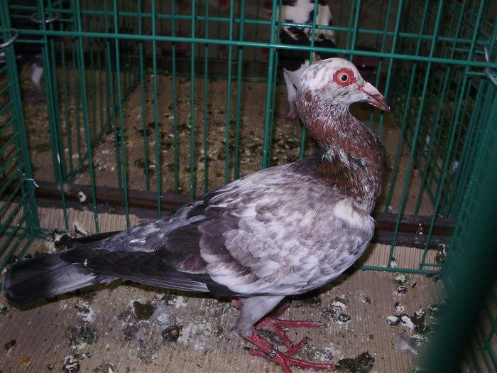 6721 bf 0 - 1507 partea 1b