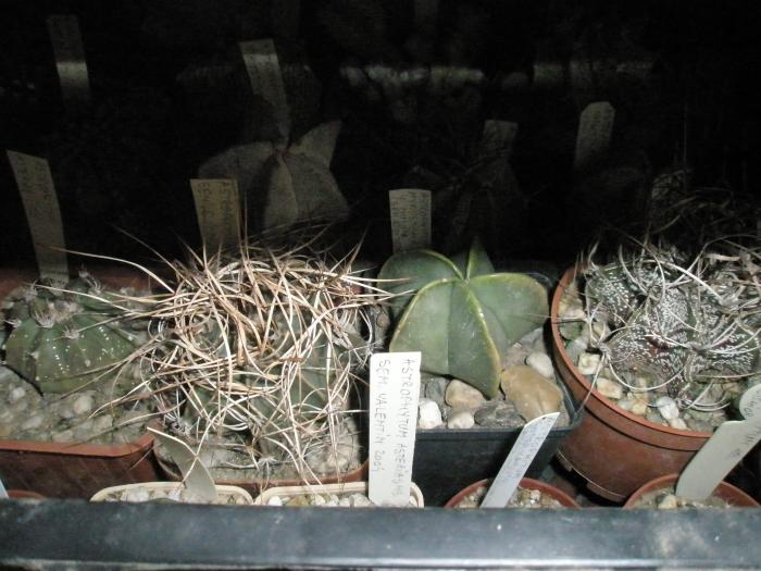 Astrofiti - cactusi la iernat 2008-2009