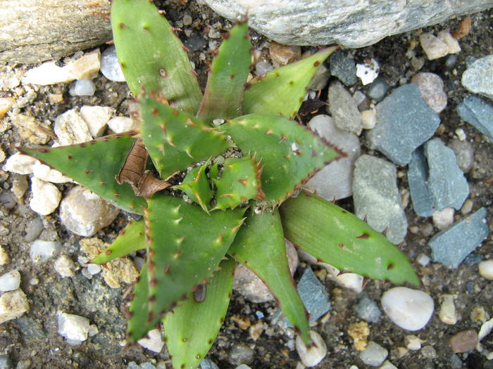 IMG_8636 - Cactusi la mosie 27 iunie 2009