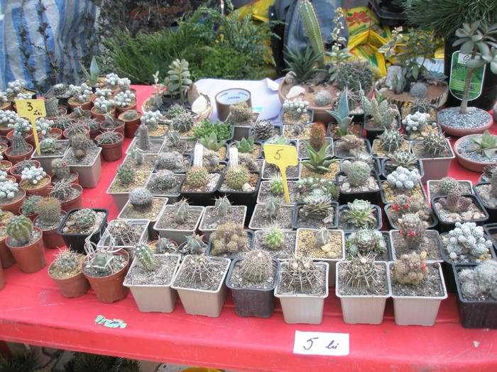 cactusi de la Craiova