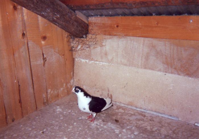 Balauru-moriscar - porumbei din 1993-1995