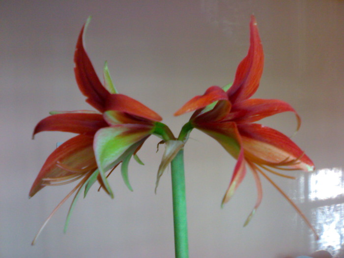 Hippeastrum cybister 'Merengue'; o noua achizitie minunata
