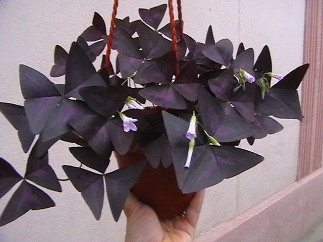 Picture 049 - oxigenul din case 2009