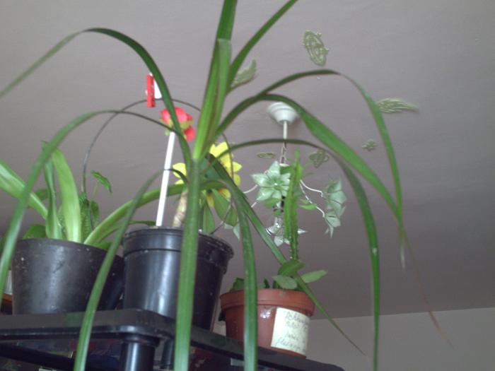 dracaena - plante-2009