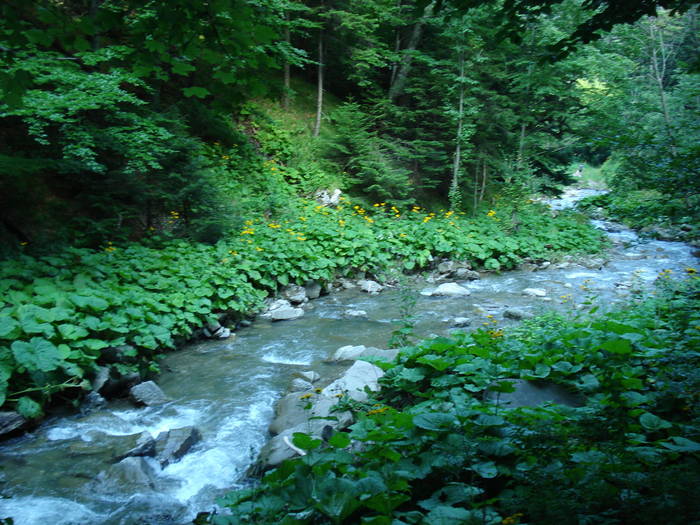 DSC03666 - 2009 CHEIA IULIE