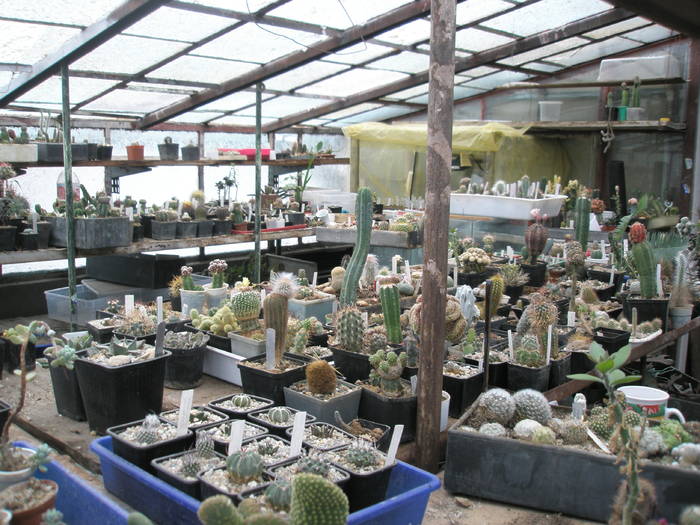 P6010121 - plantele lui George Nitu